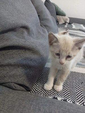 Pisicuțe Ragdoll Siameze caută familie iubitoare  - imagine 2