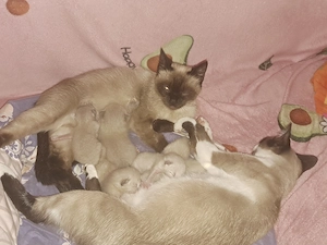 Pisici siameze rasa pura 