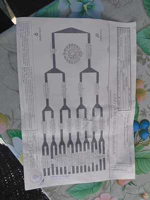 Vand femeluta ciobanesc bucovina cu pedigree - imagine 4