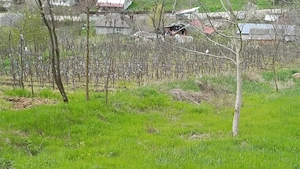 Casa cu teren 1 hectar în sat Roșcani, la 40 km de Iași. - imagine 5