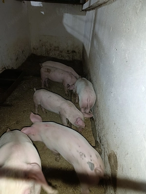 Purcei de vânzare 
