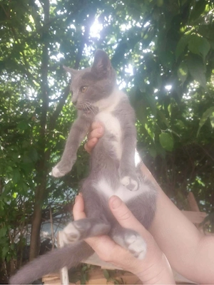 motanei pui pisic
