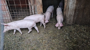  Vând 9 purceluși Marele Alb x Pietrain 