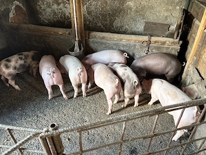 porci