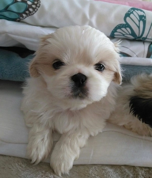 Bichon maltez baietel