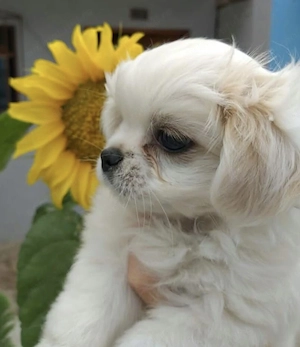 Baietel Bichon superb - imagine 2