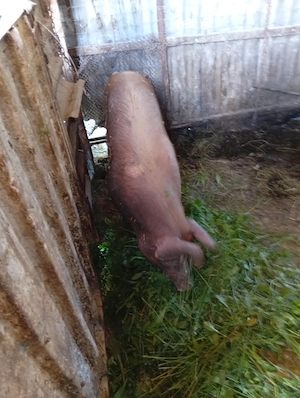 Scroafe duroc ,original - imagine 2
