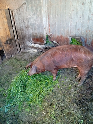 Scroafe duroc ,original - imagine 3