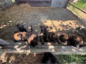 Caini belgian malinois