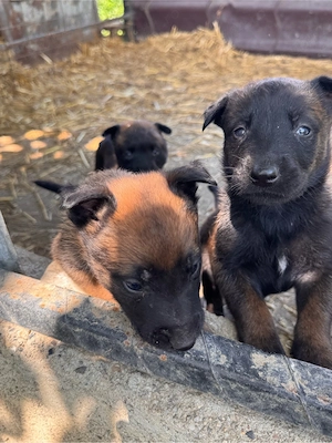 Caini belgian malinois - imagine 4