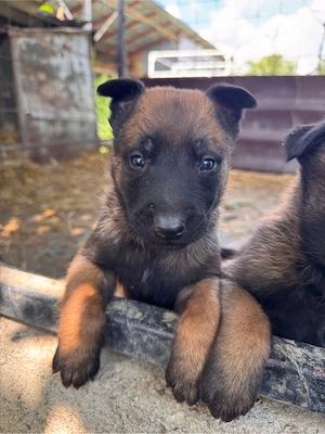 Caini belgian malinois - imagine 2