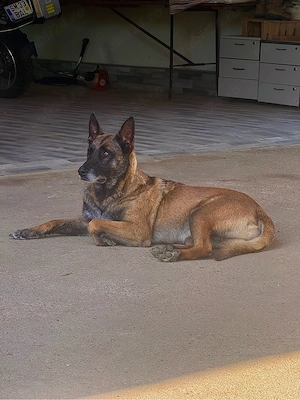 Caini belgian malinois - imagine 3
