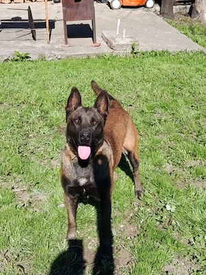 Ciobanesc belgian malinois 