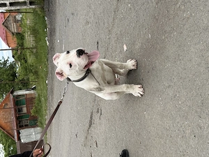 Dog argentinian  - imagine 2