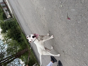 Dog argentinian  - imagine 5