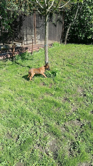 Ciobanesc belgian malinois 