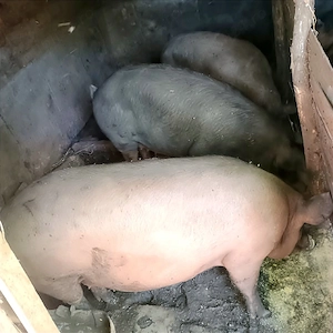 Vând 2 porci de carne 120- 130kg - imagine 2