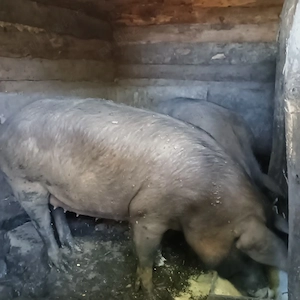 Vând 2 porci de carne 120- 130kg - imagine 3