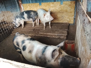 Porci de vinzare 