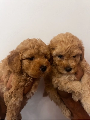 poodle pudel mini toy  - imagine 5