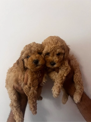 poodle pudel mini toy  - imagine 4