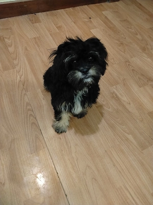De vanzare catel metis yorkshire terrier si bichon maltez 