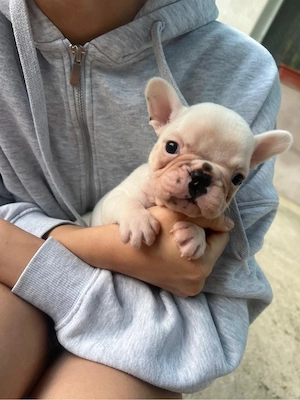 bulldog  buldog francez - imagine 4