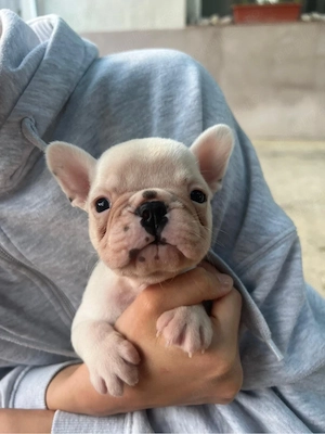 bulldog  buldog francez