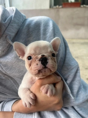 bulldog  buldog francez - imagine 2