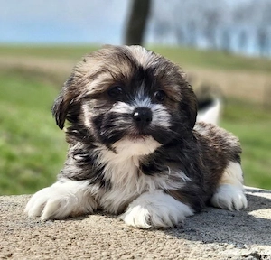 Bichon havanez fetite