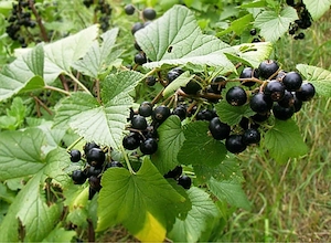 Vand coacaze negre bio