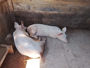 vind 2 porci de carne