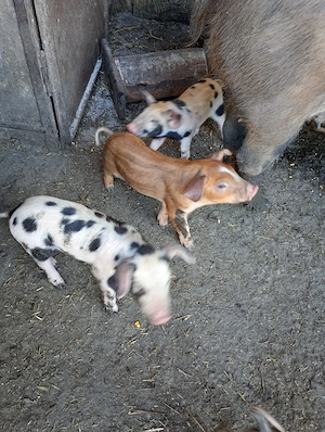 Scroafa duroc la prima fătare  - imagine 4