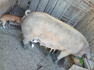 Scroafa duroc la prima fătare  - imagine 2