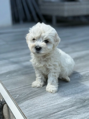Bichon Maltez Mascul.. 6 saptamani - imagine 4