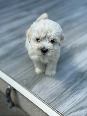 Bichon Maltez Mascul.. 6 saptamani - imagine 2