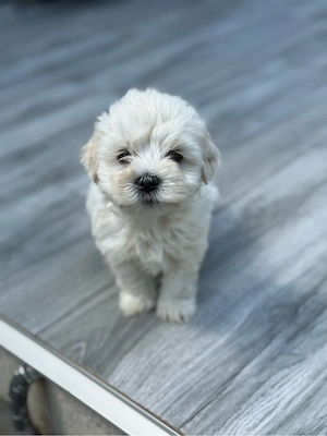 Bichon Maltez Mascul.. 6 saptamani