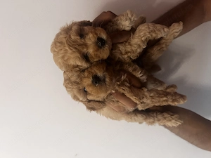 poodle pudal pitic  - imagine 2