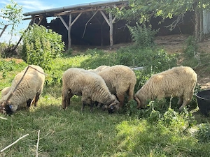 Vând 4 oi , 2 mei și un berbec  - imagine 12