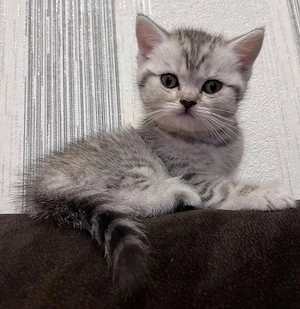 British shorthair pui