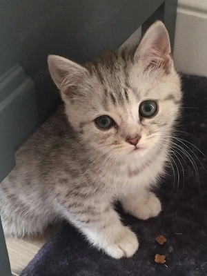 British shorthair pui - imagine 3