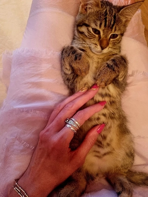 Adoptie pisicuta Iasi - imagine 3
