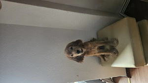 Vând pui de cocker spaniel - imagine 3