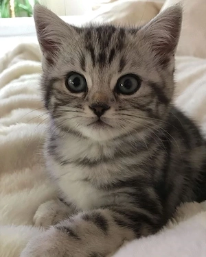 British shorthair  - imagine 3