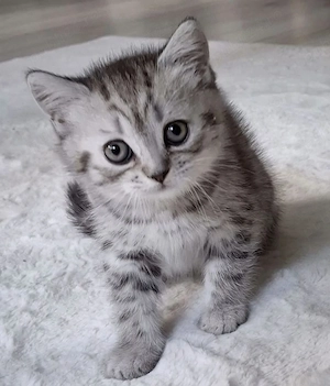 British shorthair 