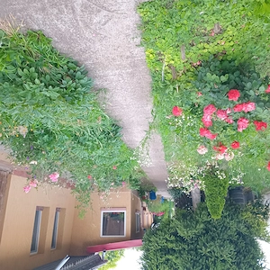 ,CURĂȚENIE in grădini,curti,vii,livezi 