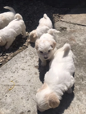 Cățeluși Bichon de vânzare  - imagine 4