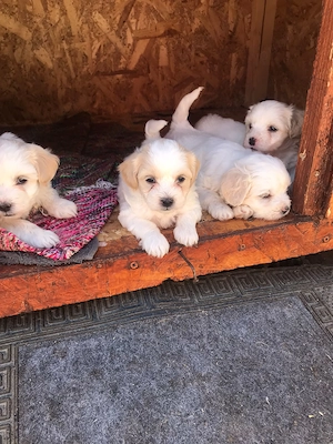 Cățeluși Bichon de vânzare  - imagine 3