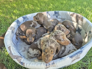 Teckel Dachshund mini - imagine 2