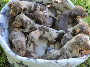 Teckel Dachshund mini